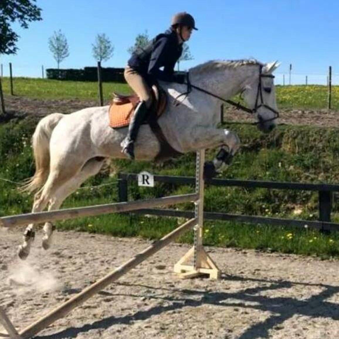 Holstener Cypresgårdens Marquis billede 13