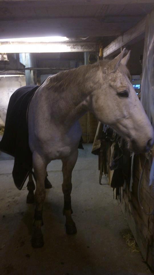 Holstener Cypresgårdens Marquis billede 14