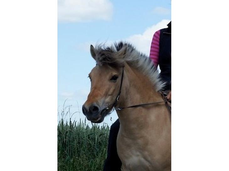 {{currentPhoto.altText}} billede {{currentPhoto.number}}