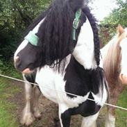 Irish Cob Shane Of Spades