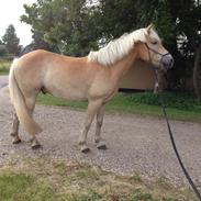 Haflinger Athæus mbm