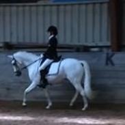 Welsh Pony (sec B) Bohemo Greco