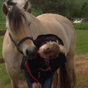 Fjordhest Østerskovs knirke<3
