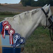 Anden særlig race Apollon *Polle*