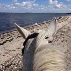 Traver Orlov Isabella Taulund