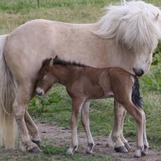 Islænder Sjúss fra Hvergi