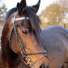 Tysk Sportspony Verdi