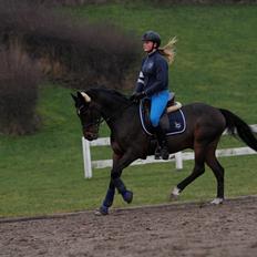 Tysk Sportspony Verdi