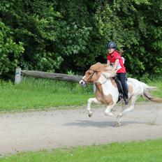 Islænder Gimli fra Kni
