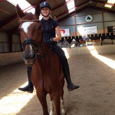 Dansk Varmblod Ejerbækgårds Zackary*Røde*