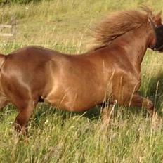 Anden særlig race Silas*.