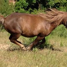 Anden særlig race Silas*.