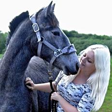 Barockpferd Nordlicht's Anarchy