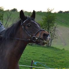 Anden særlig race Merza´s Gwendolyn