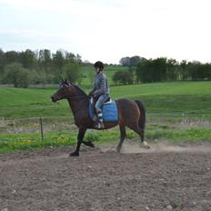 Anden særlig race Merza´s Gwendolyn