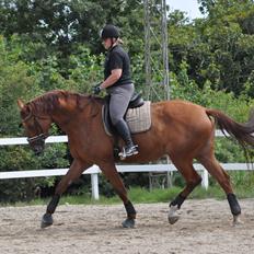 Dansk Varmblod Faith