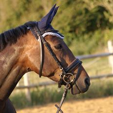 Dansk Varmblod Cadence*Ponyen*RIP