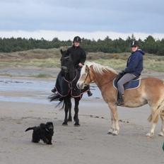 Haflinger Nicoline