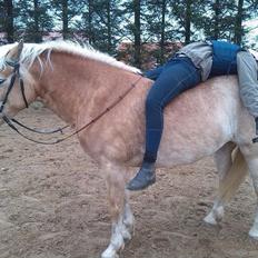 Haflinger Nicoline