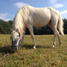 Welsh Pony (sec B) Aastrupgaards Aayan