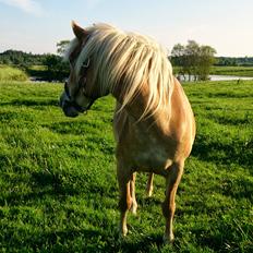 Haflinger Hjerte a.k.a. Trille (Himmelhest)