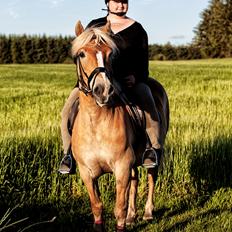 Haflinger Hjerte a.k.a. Trille (Himmelhest)