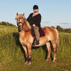 Haflinger Hjerte a.k.a. Trille (Himmelhest)
