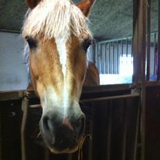 Haflinger Lille Jhon