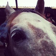 Arabisk fuldblod (OX) Badi Al Zaman