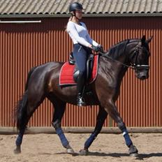 Dansk Varmblod Tekno