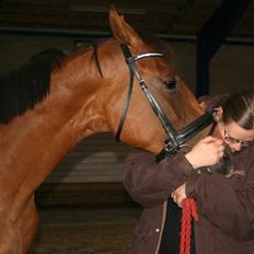 Dansk Varmblod Crazy Phantom *Elsket for evigt*