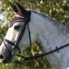 Dansk Varmblod Hoeck's Corina *For evigt elsket <3*