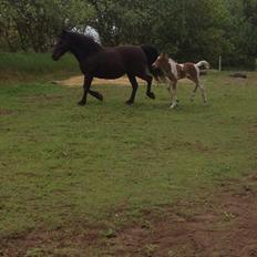 Anden særlig race Little Joe