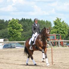 Dansk Varmblod Grangårdens Neptun (SOLGT)
