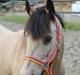 Connemara Kikki<3