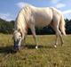 Welsh Pony (sec B) Aastrupgaards Aayan