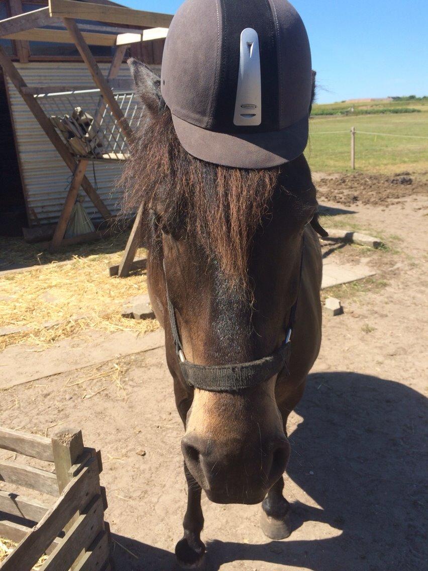 Anden særlig race Sölvi tideligere Ismeal - Så mangles rytteren kun hvor er den henne?<3 :* billede 16