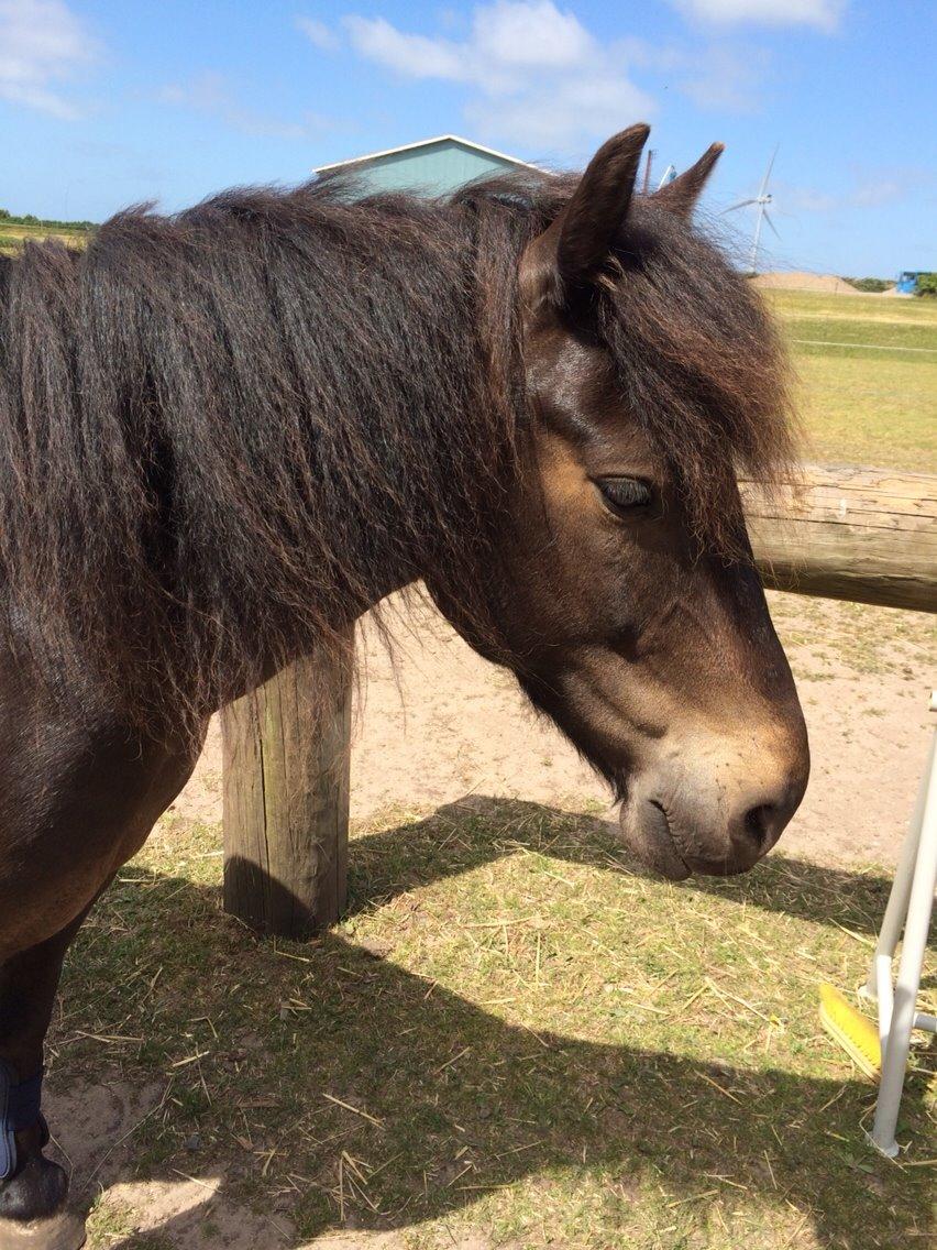 Anden særlig race Sölvi tideligere Ismeal billede 17
