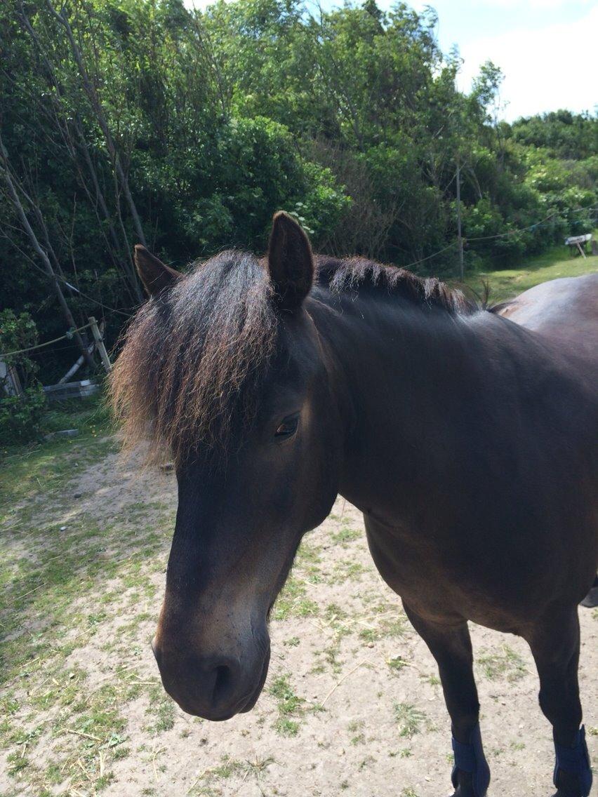 Anden særlig race Sölvi tideligere Ismeal billede 18