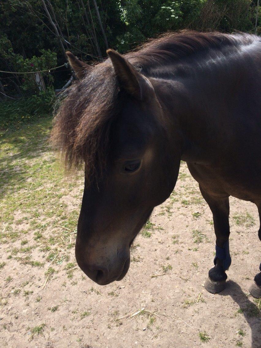 Anden særlig race Sölvi tideligere Ismeal - Man er vel lidt af en Heimer<3 billede 19