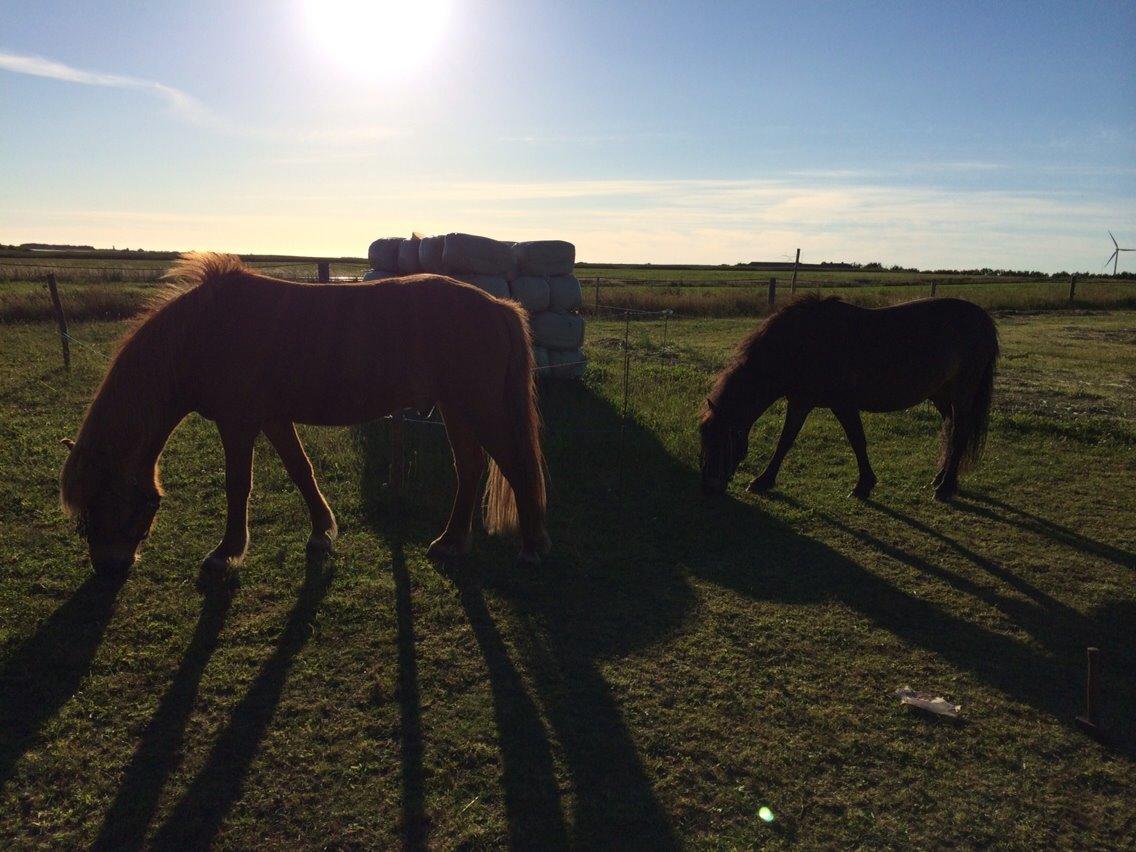 Anden særlig race Sölvi tideligere Ismeal billede 20