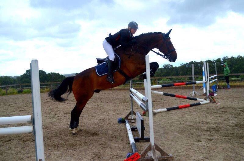 Dansk Varmblod Baunehøjens Lussac billede 19