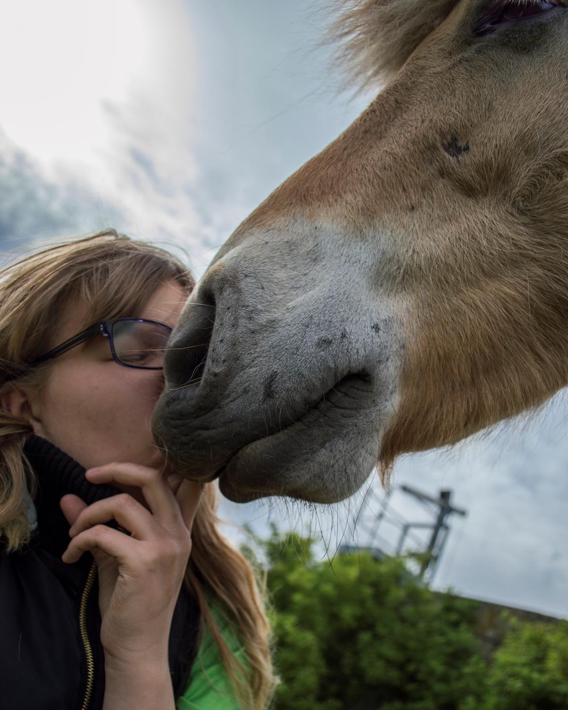 Fjordhest | Odin Møldrup | Hotte  billede 5