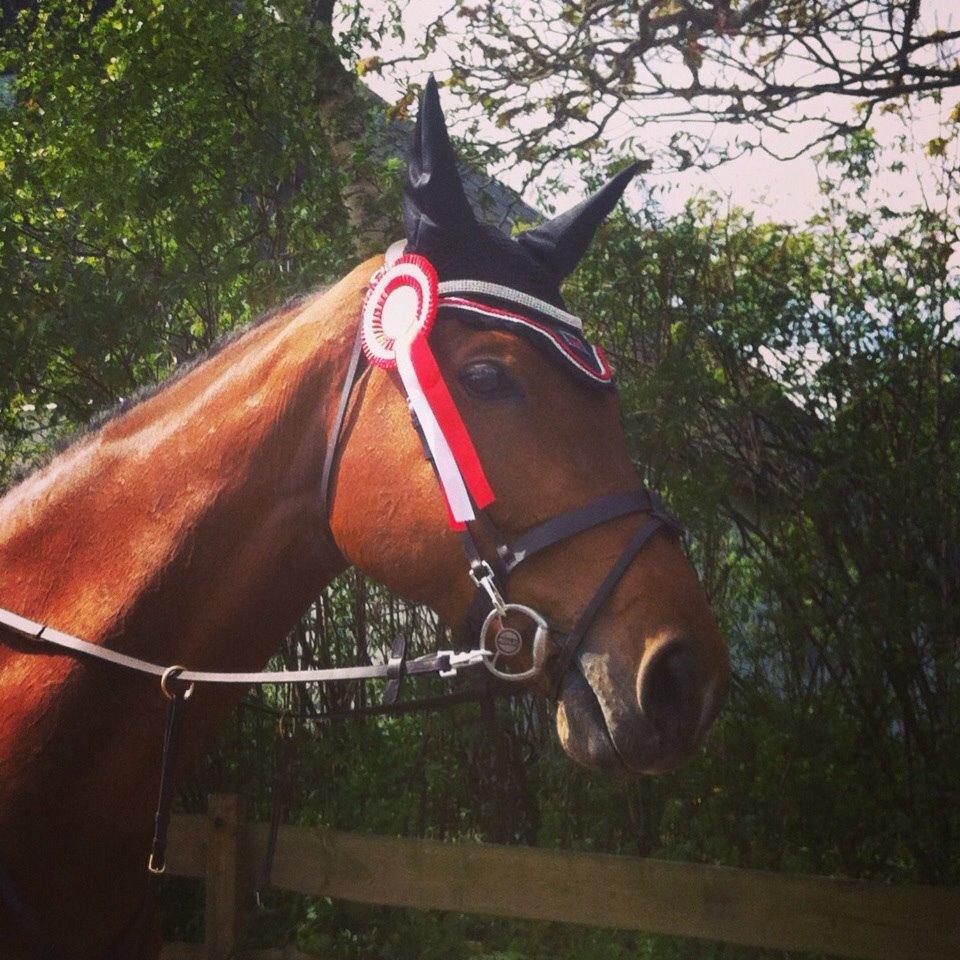 Hollandsk Varmblod Ruby's ursella billede 18