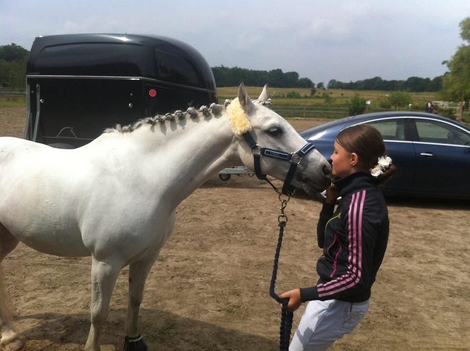 Welsh Pony (sec B) Korreborgs Sanitto - Prøver at lære ham og kysse :-P billede 7