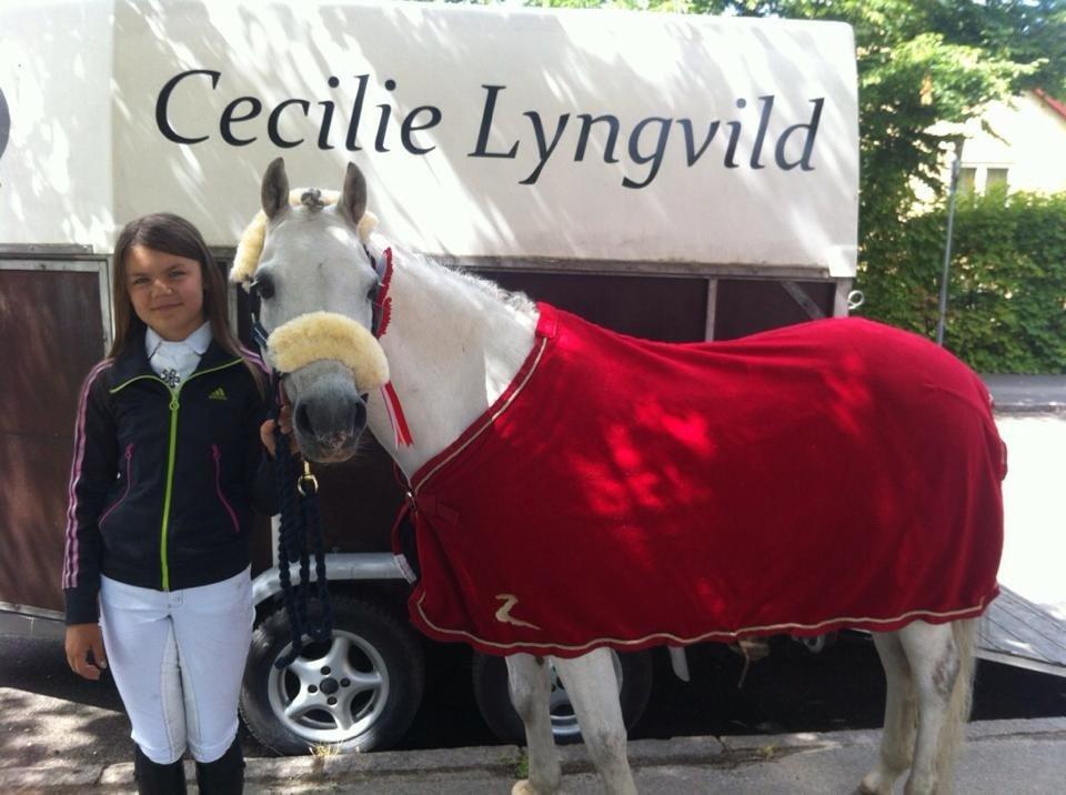 Welsh Pony (sec B) Korreborgs Sanitto billede 8