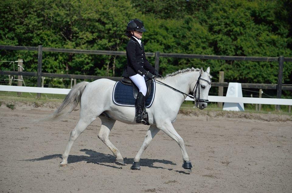 Welsh Pony (sec B) Korreborgs Sanitto billede 6