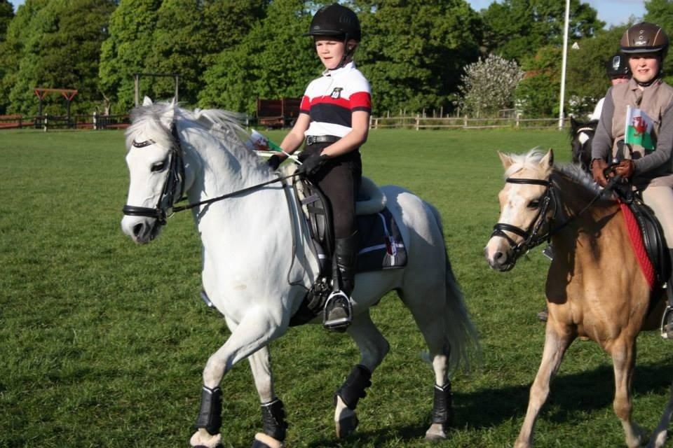 Welsh Pony (sec B) Korreborgs Sanitto billede 16