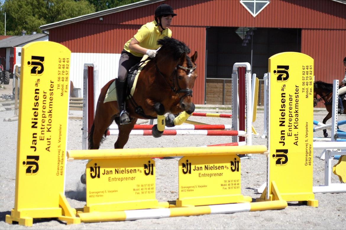 New Forest horsemosens Navarone *Kongen* - Anja og Navarone. Foto : Camilla Rosenlund billede 21