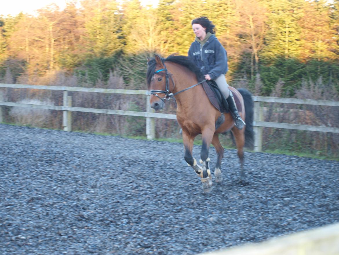 New Forest horsemosens Navarone *Kongen* billede 26